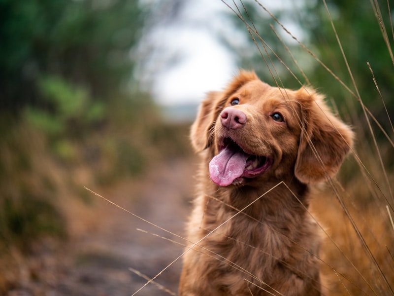 Happy dog on a walk