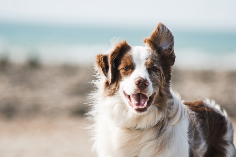 Happy Australian Shepherd dog outdoors