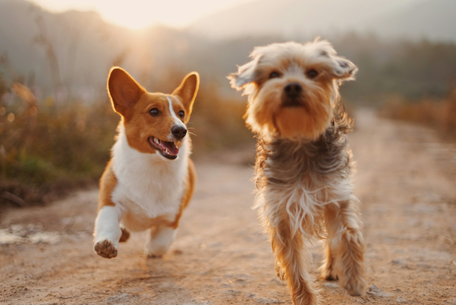 Two happy dogs running on a golden path